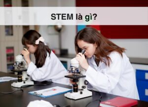 Stem là gì